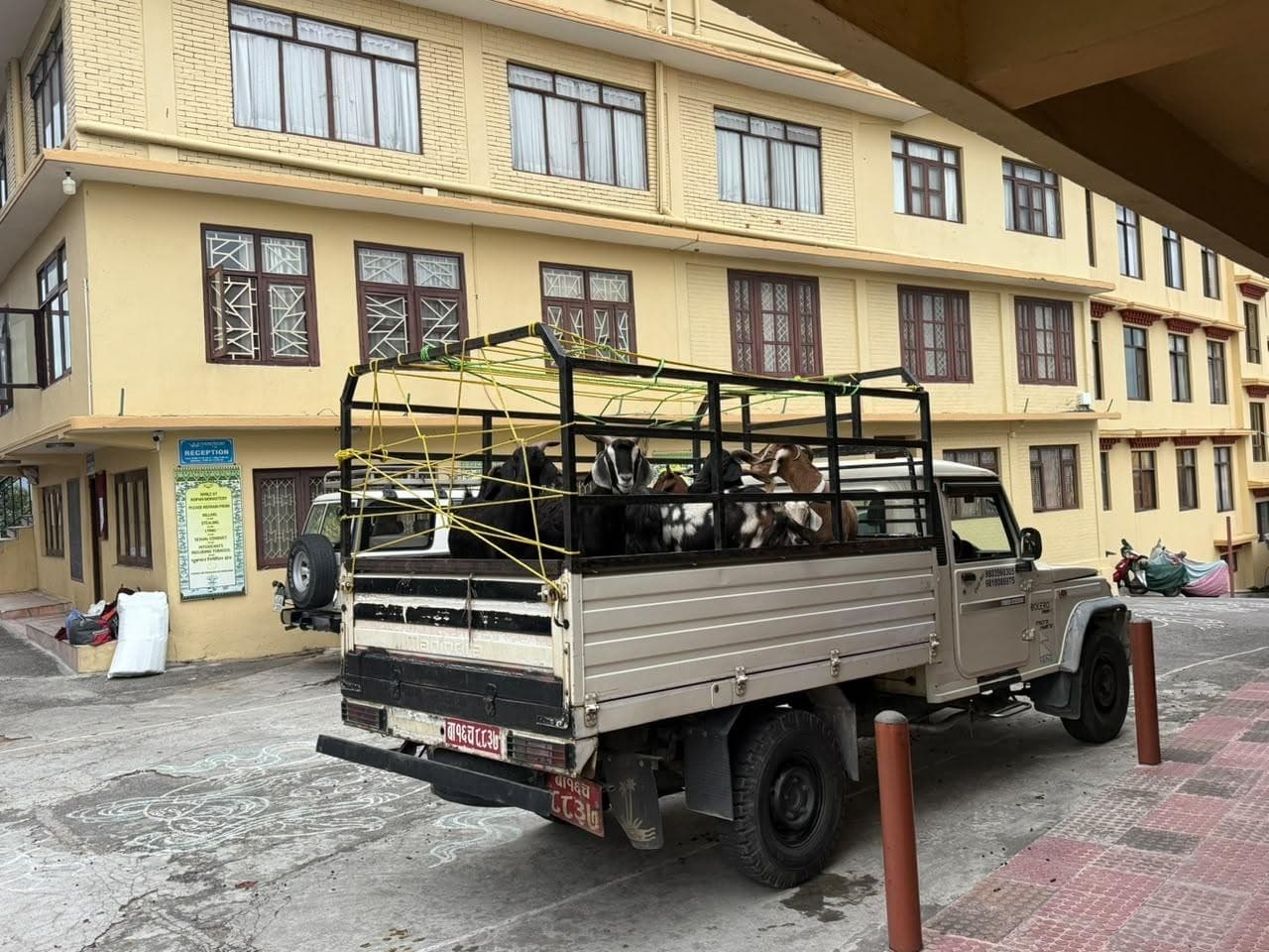 Moving the animals to the new home of the Animal Liberation Sanctuary
