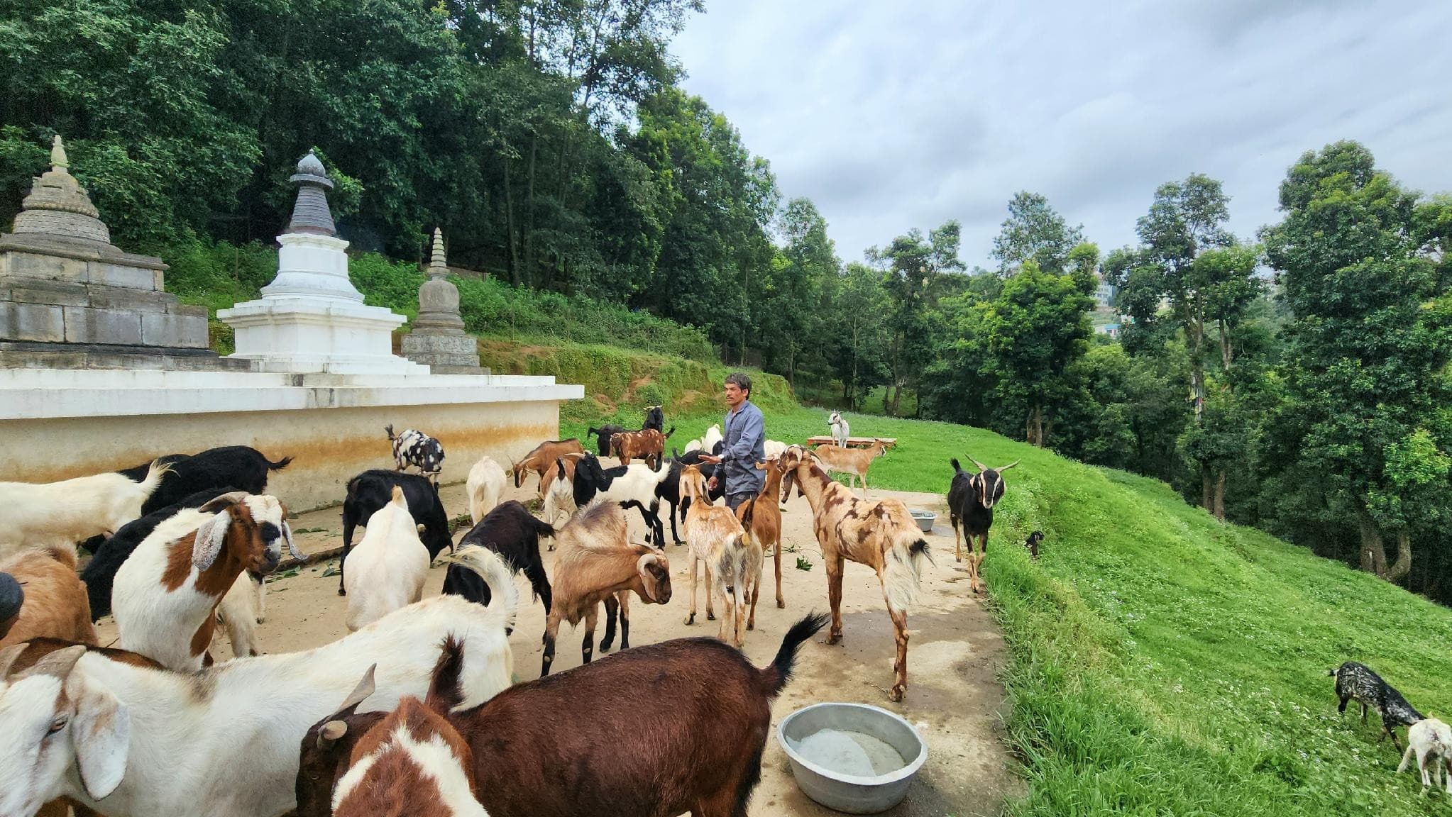 Animal Liberation Sanctuary