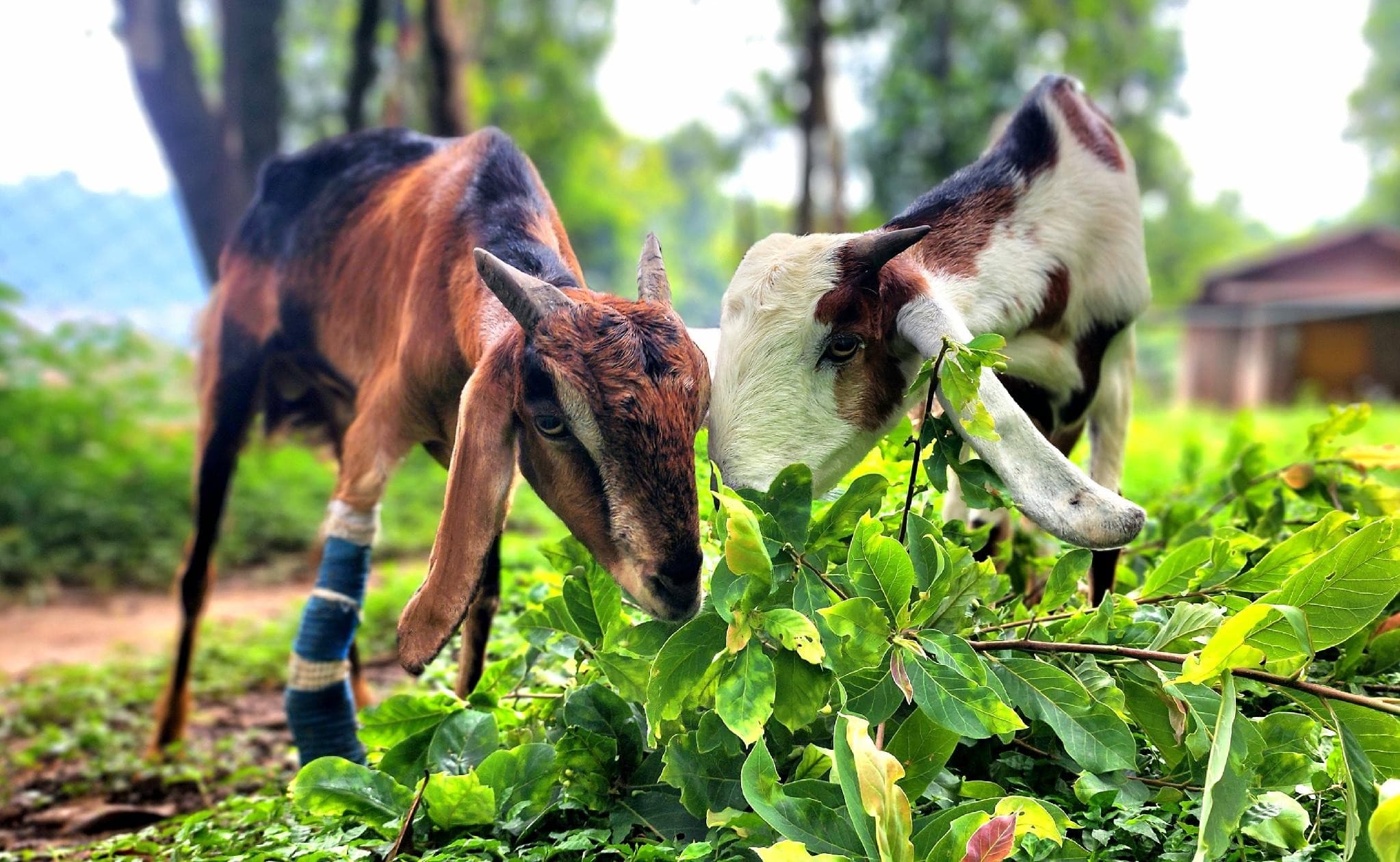 Goat at the Animal Liberation Sanctuary