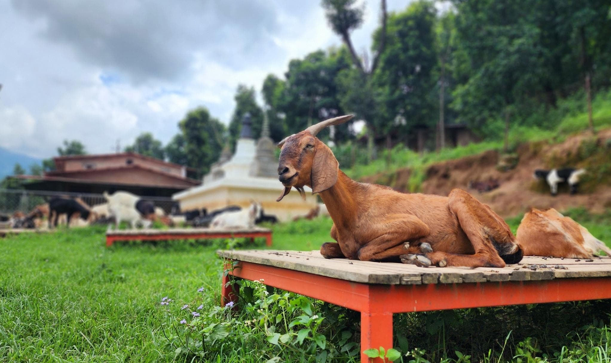 Goat at the Animal Liberation Sanctuary