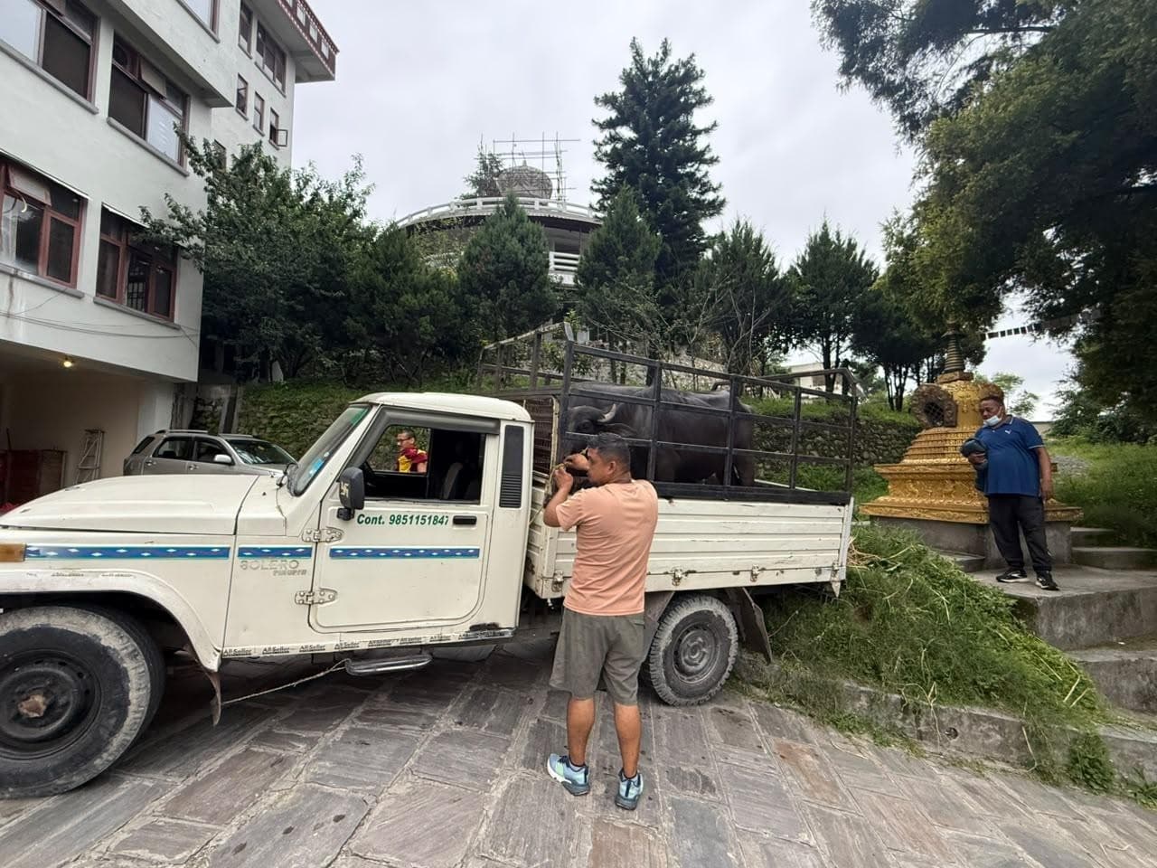 Moving the animals to the new home of the Animal Liberation Sanctuary