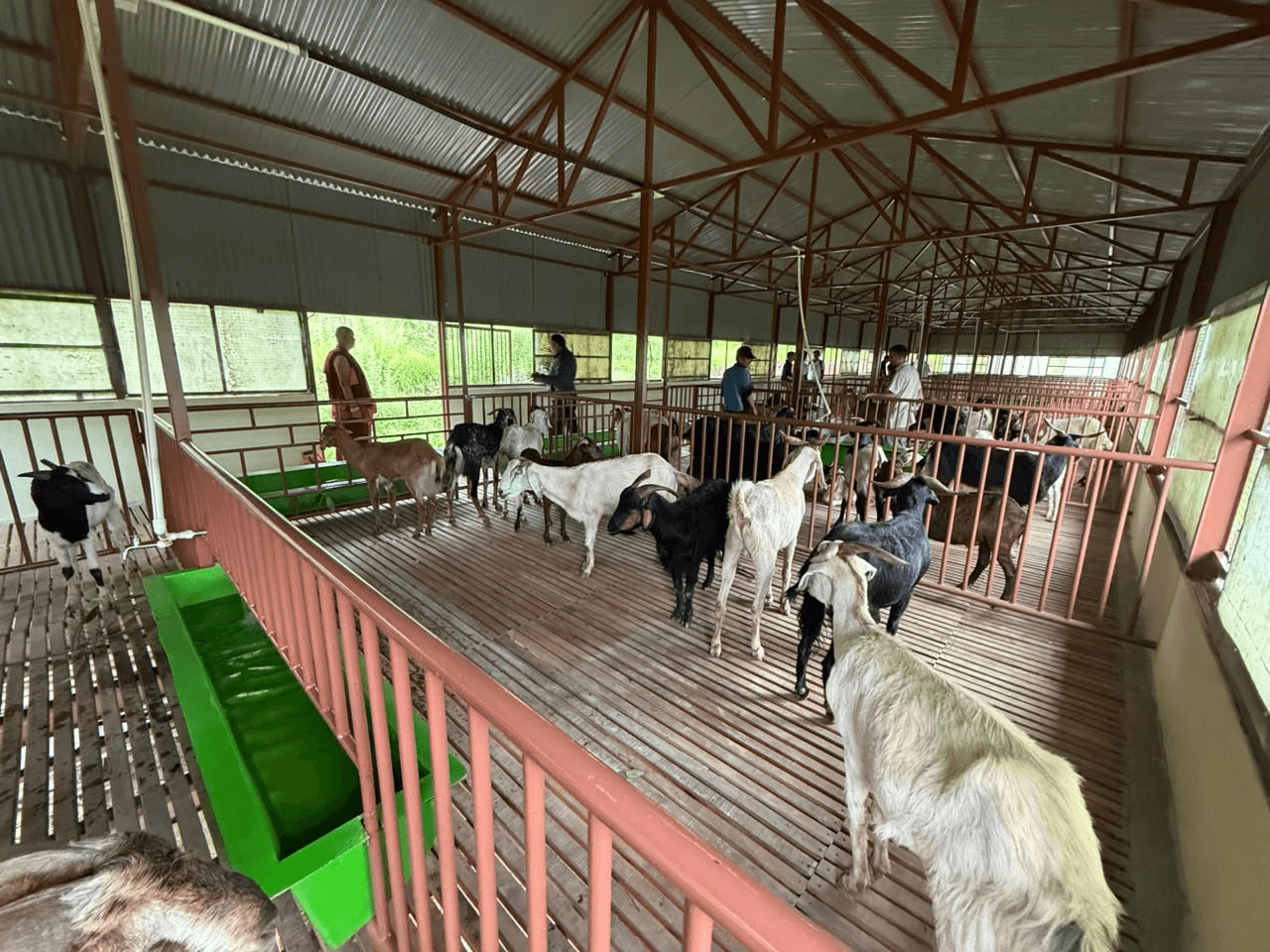 Moving the animals to the new home of the Animal Liberation Sanctuary