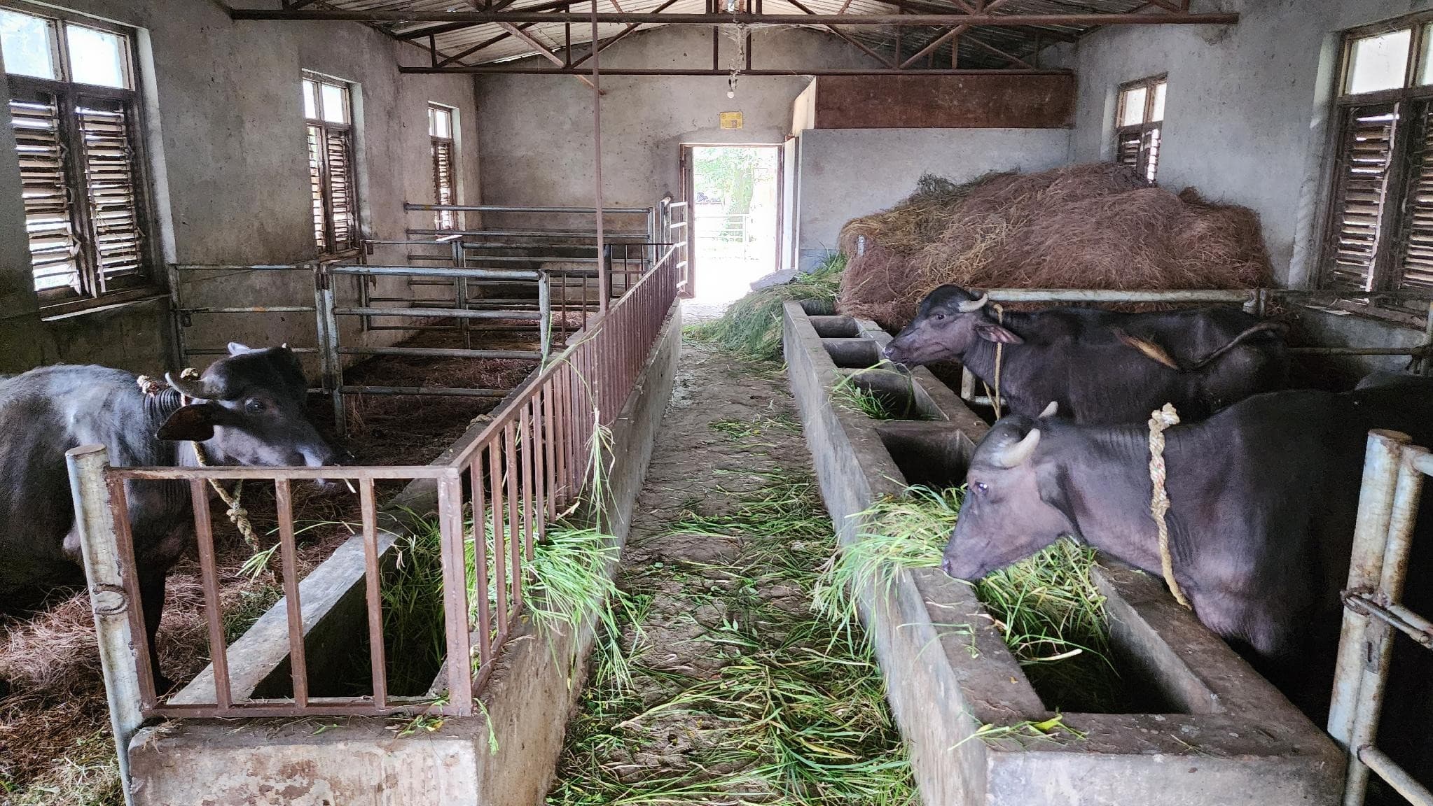 Buffalo at the Animal Liberation Sanctuary