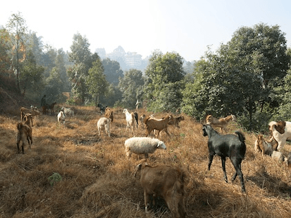 Animal Liberation Sanctuary